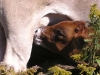 calf suckiling